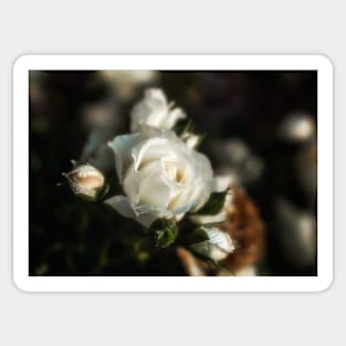 White Flower on a Dark Bokeh Background Sticker